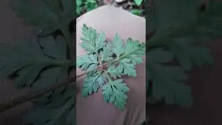 Herbe &agrave; Robert | 👍