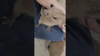 Bottle Feeding Squirmy Baby Capybara