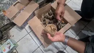 LOLOHAN PENTET, LANGSUNG MAKAN VOER