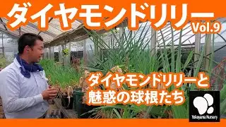 ダイヤモンドリリー (9) と魅惑の球根たち　◆横山園芸 公式◆【2021】