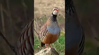 Bird Sounds - The Red-legged Partridge Call | Birds Under Threat