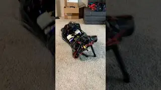 Makech, play dead! #quadrupedrobot #robotdog #engineering #robotics #robot
