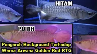 Pengaruh Warna Background Arwana Golden Red || Terhadap Warana Ikan.