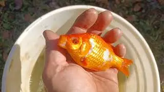 Healthcare for Floating Goldfish