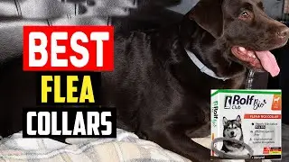 Top 5 Best Flea Collars for Dogs Reviewed in 2025