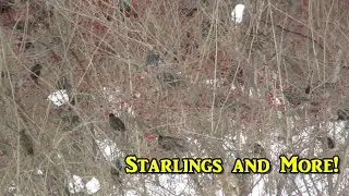Starlings and More!