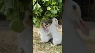 Bunny Blissful  #bunnyeating #rabbit #healthyrabbitmeat #petrabbitcare #bunny #yourbunny