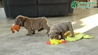 Adorable English Bulldog Puppies