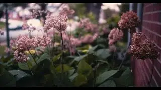 BlackMagic Pocket 4K - Sigma 18-35 - ProRes + Dark City 6 lut