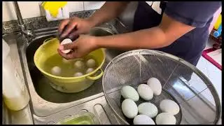 BALUT Farm in UAE 1st 4trays