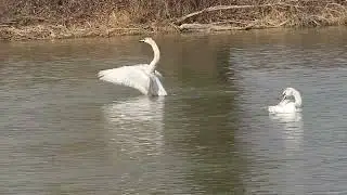 Labutie šarvátky na Prejtskom jazere.