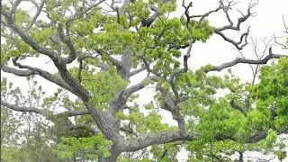 The tree of life
