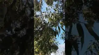 My flowering gum hums all day long with Bees