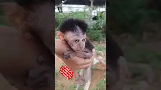 Spoiled baby monkeys have a habit of hugging and swinging #monkey #babymonkey #shortvideo #short