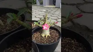 FIRST FLOWER ADENIUM Original Jend_Farm #shorts #shortsfeed
