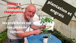 Conseils en jardinage : sur les pieds de tomates