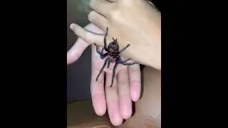 Handling my Davus Pentaloris or Guatemalan Tiger Rump Tarantula🕷️ #pet #tarantula #noanimalsharmed