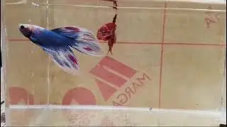 #veiltailbetta #ikanveiltail #ikancupang #ikanhias IG : bettafish_production