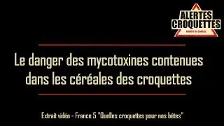Le DANGER des mycotoxines contenues dans les c&eacute;r&eacute;ales des croquettes