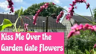 Kiss me over the Garden Gate. A wonderful addition to any cottage garden #gardening #flowers #bees