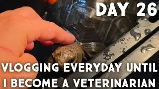 Aldabra Tort Soak! Vlogging Everyday Until I Become A Veterinarian [DAY 26]