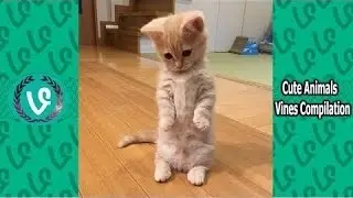 Funniest Animal Vine Compilation Of April 2016