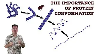 The Importance of Protein Conformation