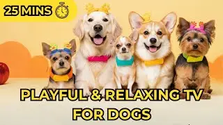 DOG TV Day Care🐶 Relax Your Dog - Reduce Stress & Anxiety (Fun to Watch for Humans Too!)