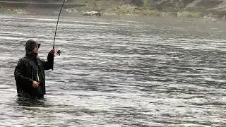 Catching an Early Chinook Salmon Springer on Clackamas River