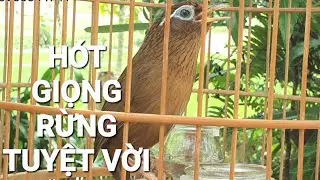Họa Mi H&oacute;t Giọng Rừng Hay Nhất Vịnh Bắc Bộ