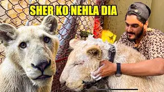 LION Ko Nehla dia 🦁 Adventures Vlog | Mishkat Khan | The Fun Fin
