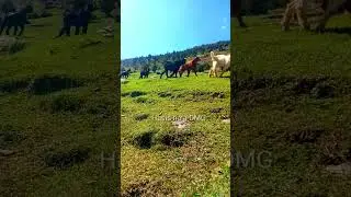 beautiful view, hasis nala, ghizer valley, gilgit baltistan, diamond movies ghizer,