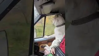 алабай балабай