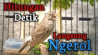 Edel Sanger Gacor suara cocok untuk masteran semua burung jenis finch bird
