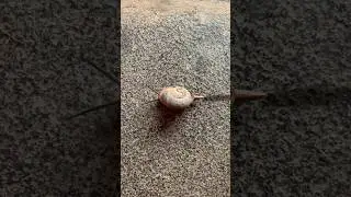 Slow motion pace_ Snail