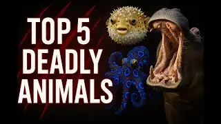 5 Innocent-Looking Animals That Can Kill You