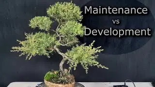 This Isn’t Just Trimming — Maintenance vs Development in Bonsai