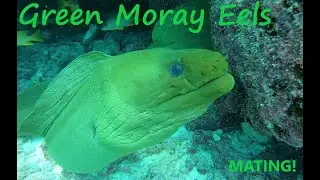 The Mating Rituals of the Green Moray Eel!