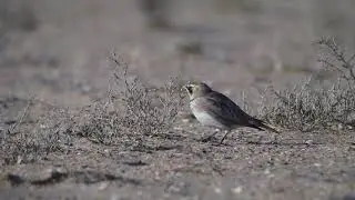 Alouette haussecol