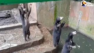 Starving Bears Beg Tourists for Food at Worst Zoo Ever | The Dodo