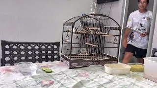 Como Preparar um Coleiro para o Torneio 🐦🔥 | Dicas de Ouro