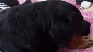❤️ गबरू की दुनिया का दसवाँ दिन ❤️ #live #dog #rottweiler #viral #funny #cute