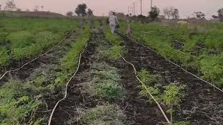 &ldquo;Chemical-Free Weed Control in Moringa Farming | Suraj Chille Exim&rdquo;