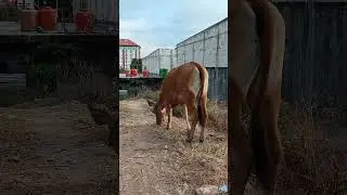 makanan dan keadaan sapi dimusim kemarau #hewan #animals #duniasapi #cow  @Warith-Hafizh