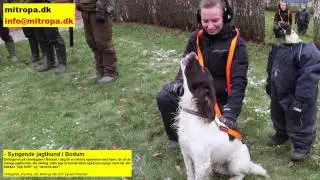 Syngende jagthund ved r&aelig;vejagt i Bodum