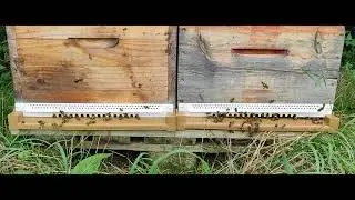 #ASMR beehive 40min. uncut sounds of nature Full HD relaxing sounds of nature