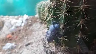 Blue Death feigning beetle- Asbolus verrucosus