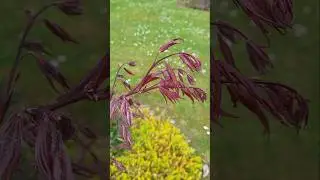 D&eacute;bourrage et pucerons : le printemps #jardin #pucerons