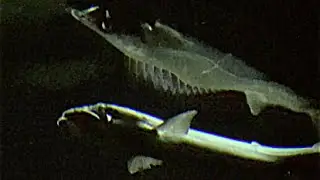 クロシビカマス　Kurosibikamasu　Promethichthys prometheus
