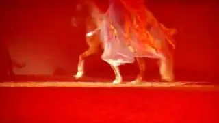 Hansepferd 2010 - Die Islandpferde